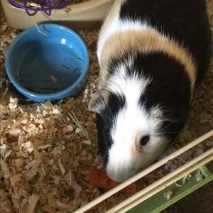 Meet your Posher, Nika